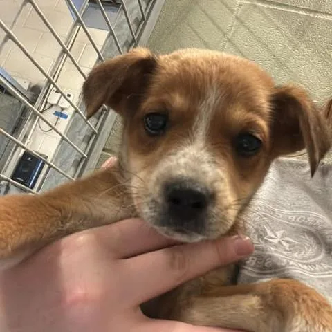 A baby medium-sized female Yellow / Tan / Blond / Fawn Australian Cattle Dog / Blue Heeler dog named Daryl for adoption in Bastrop, TX