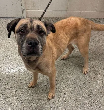 An adult large-sized female Yellow / Tan / Blond / Fawn Mastiff dog named Dustine for adoption in Kansas City, MO