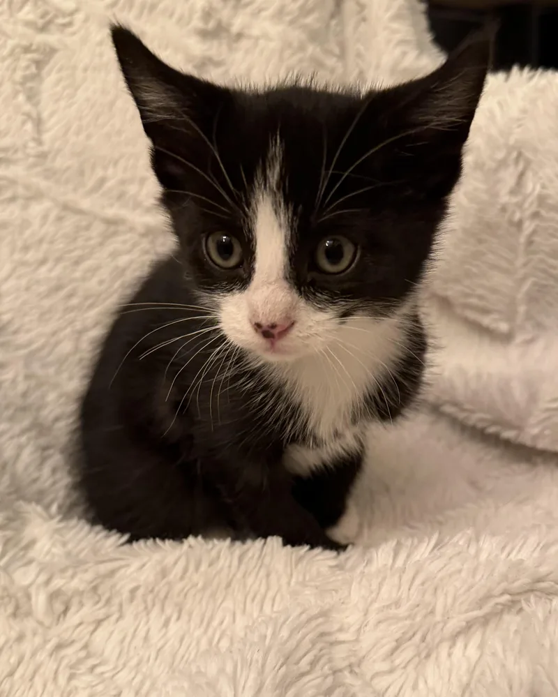 A baby medium-sized male Black & White / Tuxedo Domestic Short Hair cat named Lux for adoption in Ephrata, WA