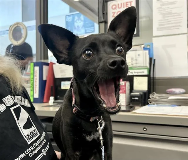 An adult small-sized female Terrier dog named Vega for adoption in Martinez, CA