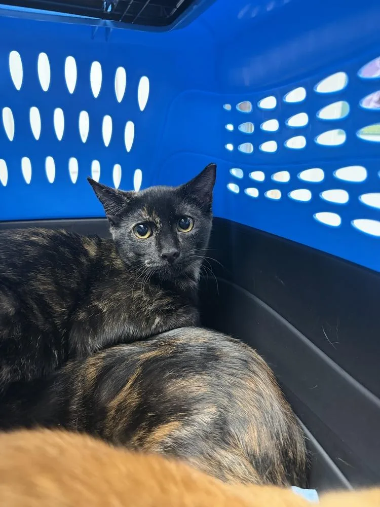 A young small-sized female Domestic Short Hair cat named Sitrus for adoption in Ontario, CA