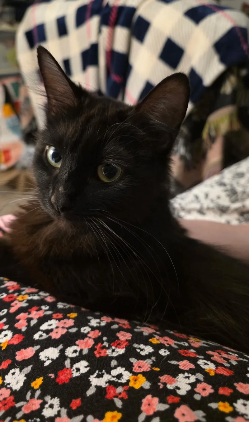An adult medium-sized female Black Domestic Long Hair cat named Lunar for adoption in Indianapolis, IN