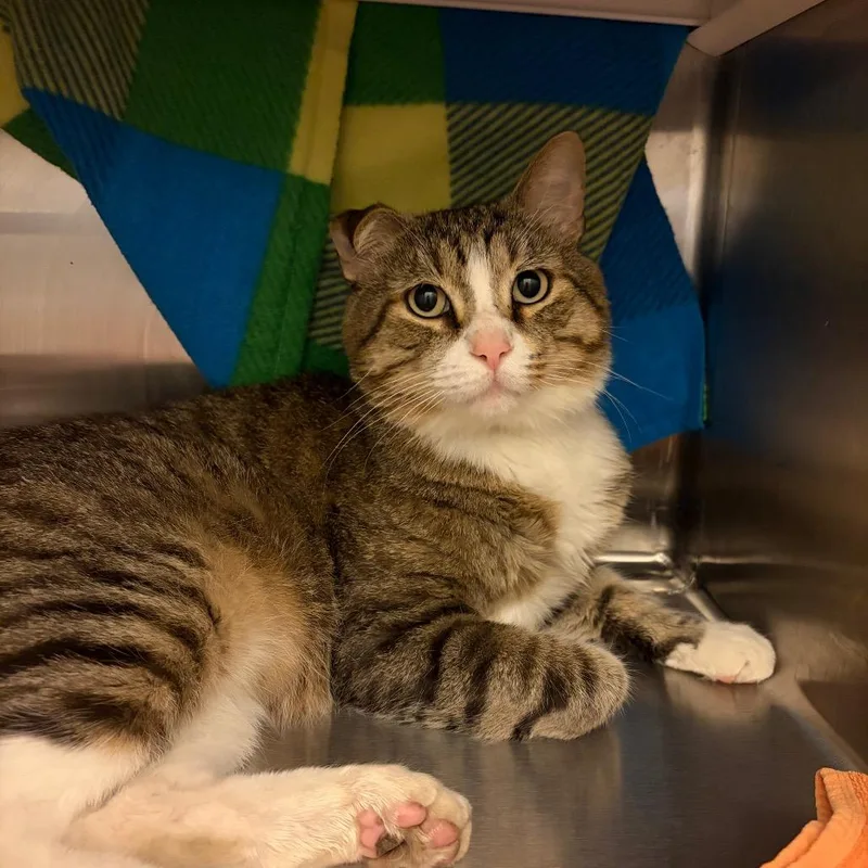 An adult large-sized male Brown / Chocolate Domestic Short Hair cat named Jerry for adoption in Council Bluffs, IA