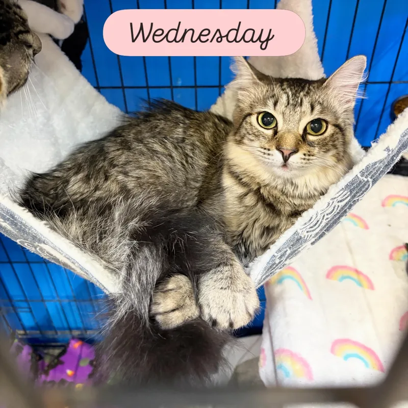 A young small-sized female Tabby (Buff / Tan / Fawn) Domestic Medium Hair cat named Wednesday for adoption in Centerville, GA