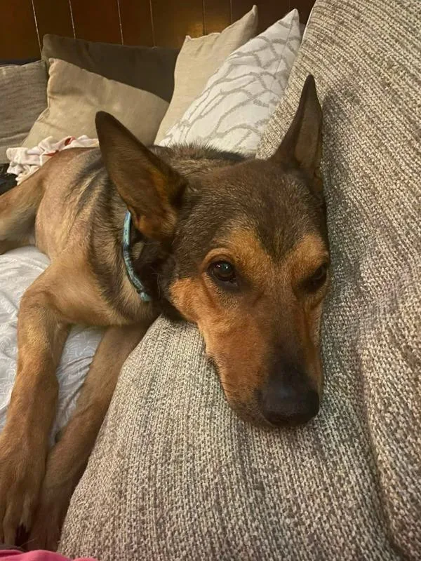 An adult large-sized male German Shepherd Dog dog named Snorkel for adoption in Austin, TX