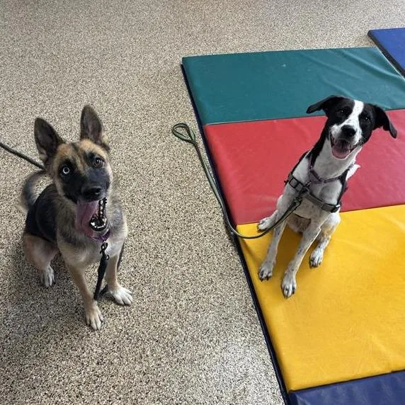 An adult medium-sized female Brown / Chocolate German Shepherd Dog dog named Adelaide for adoption in Tempe, AZ
