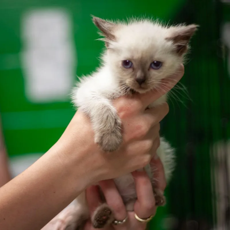 A baby medium-sized female Siamese cat named Solstice for adoption in Olean, NY
