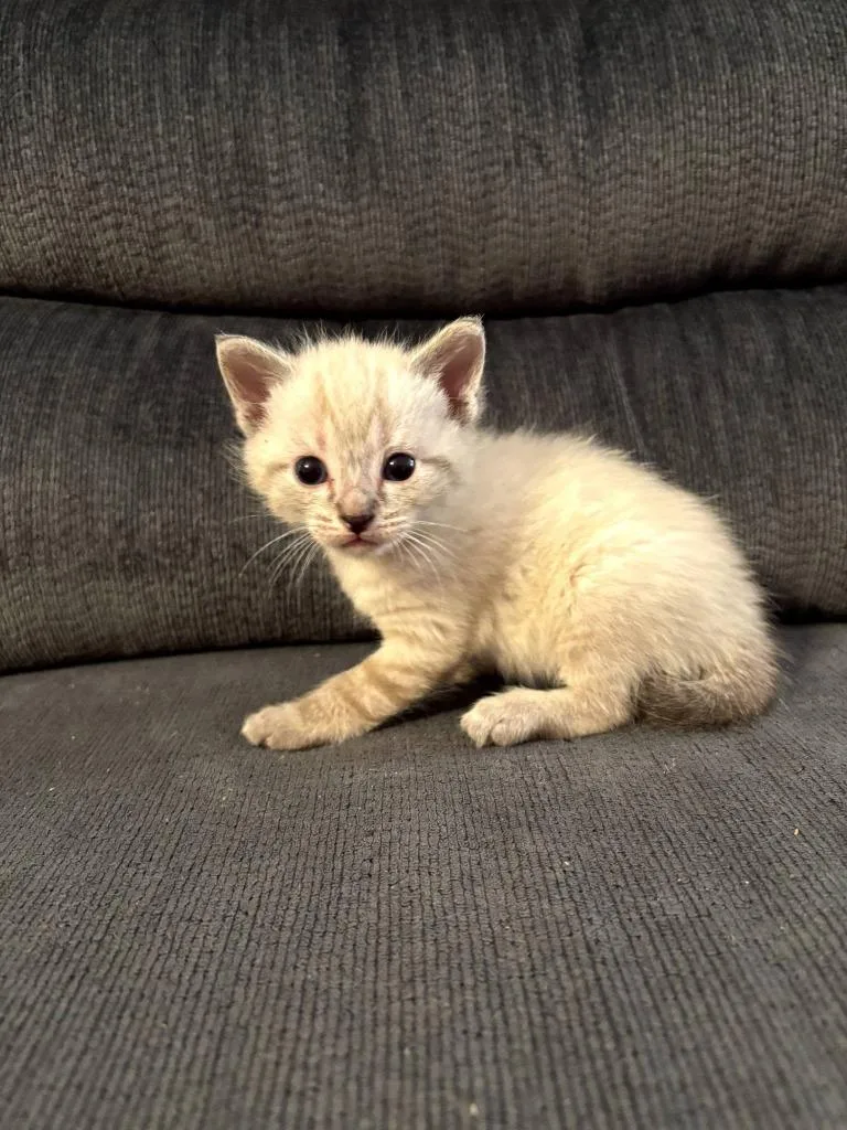Pepper Jack thumbnail 2