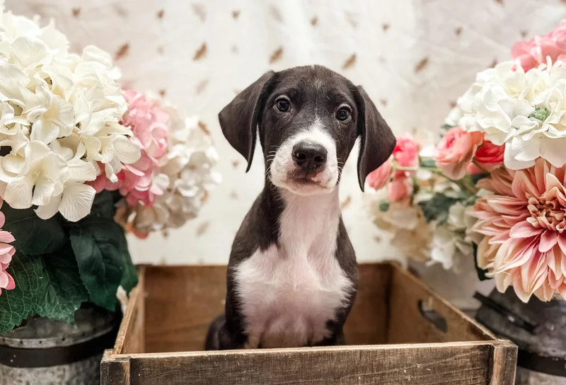 A baby large-sized male Great Dane dog named Ramsey for adoption in Newberg, OR