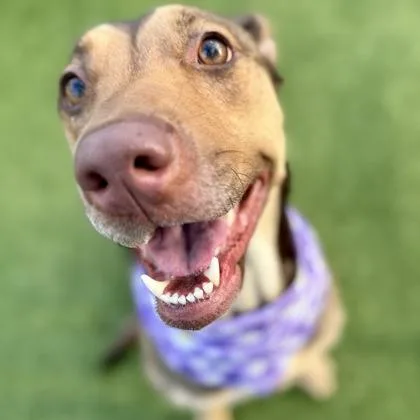 An adult medium-sized female Mixed Breed dog named Koda for adoption in Largo, FL