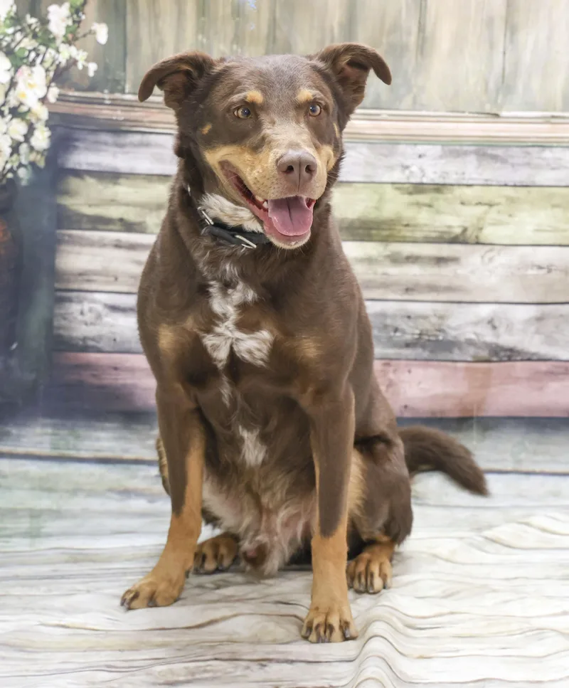 A young medium-sized male Brown / Chocolate Australian Shepherd dog named Bear for adoption in Casa Grande, AZ