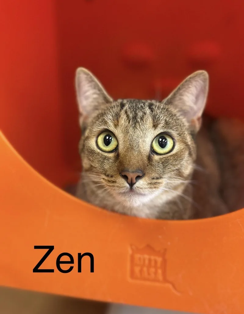 A young medium-sized female Tabby (Tiger Striped) Domestic Short Hair cat named Zen for adoption in North Haven, CT