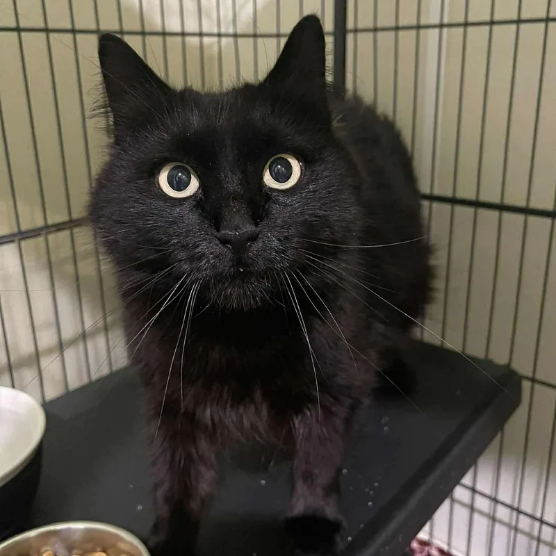 An adult medium-sized female Black Domestic Medium Hair cat named Iris for adoption in Winthrop, ME