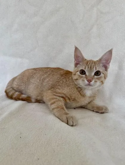 A young medium-sized female Domestic Short Hair cat named Kalista for adoption in Buffalo, MN