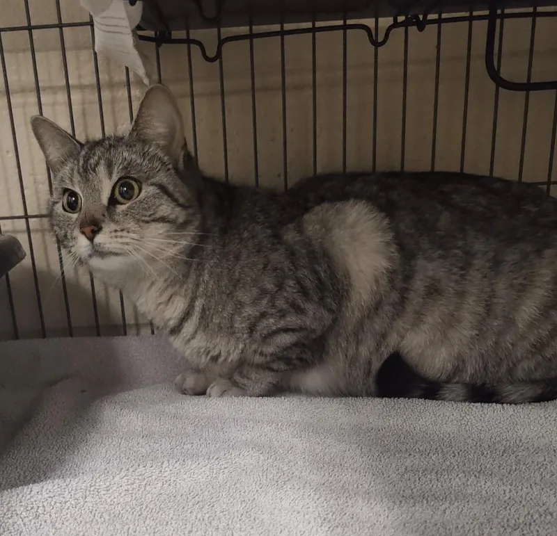 An adult medium-sized female Domestic Short Hair cat named Fig for adoption in Hamilton, OH