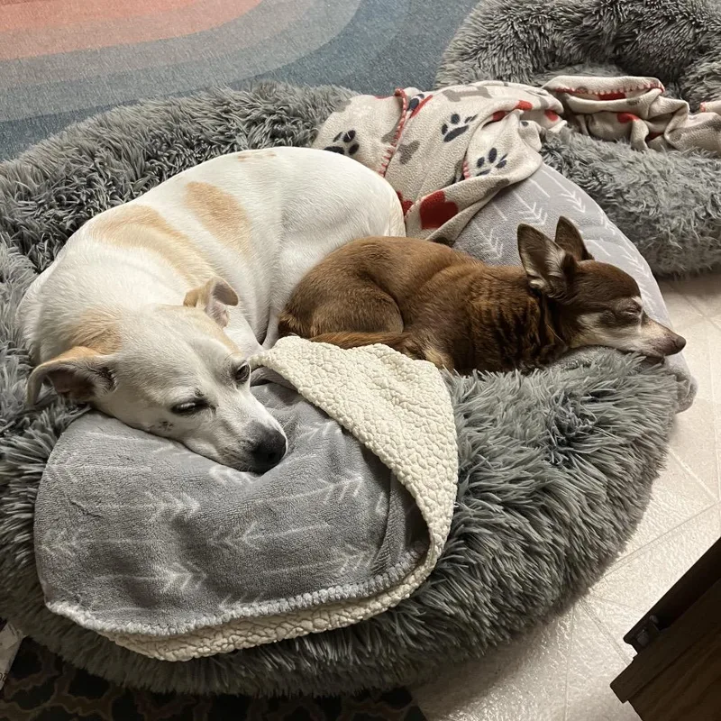 A senior small-sized male White / Cream Jack Russell Terrier dog named Jack for adoption in Ferndale, MI
