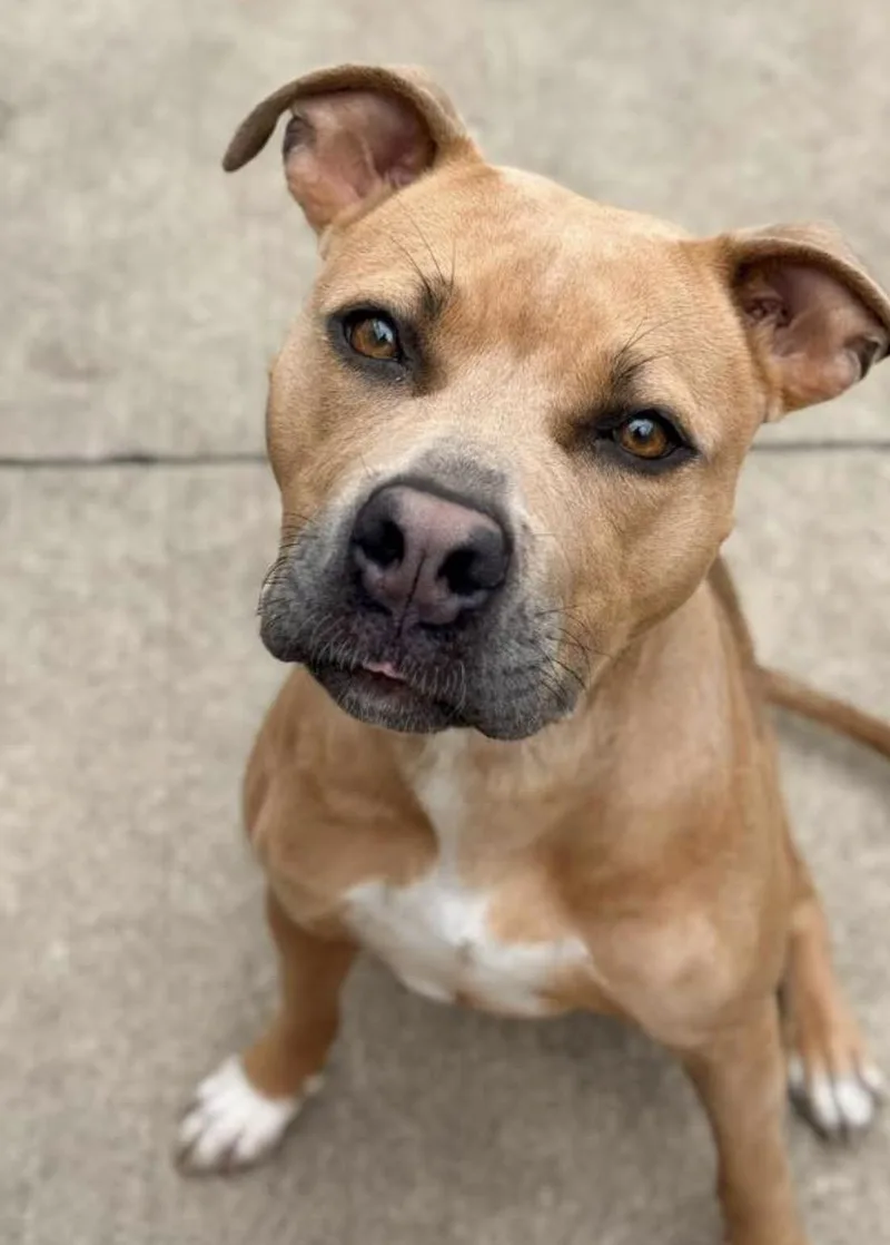 An adult medium-sized female Brown / Chocolate Pit Bull Terrier dog named Golly for adoption in Chicago, IL
