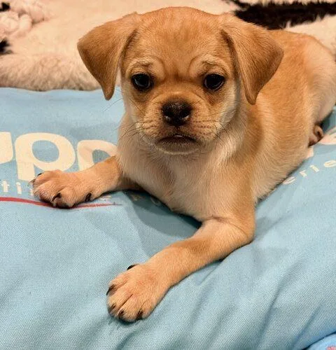A baby small-sized male Pug dog named Russet for adoption in Henderson, NV