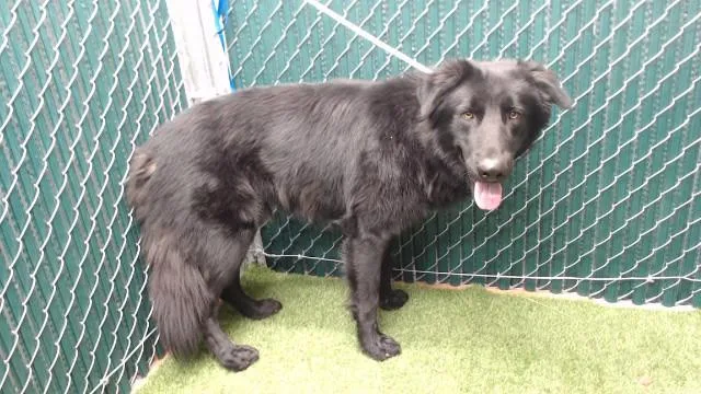An adult large-sized male Labrador Retriever dog named Oso for adoption in Downey, CA