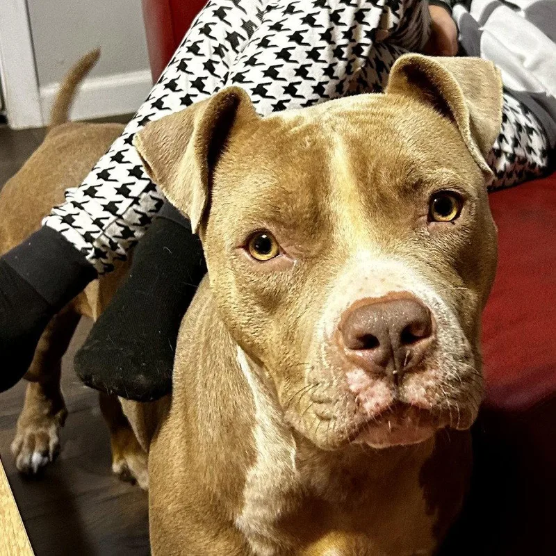 Honey Bun thumbnail 2