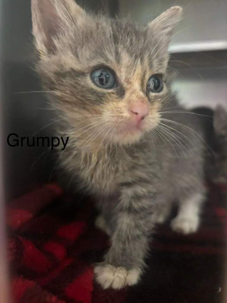 A baby small-sized male Domestic Short Hair cat named Grumpy for adoption in Cambridge, MD