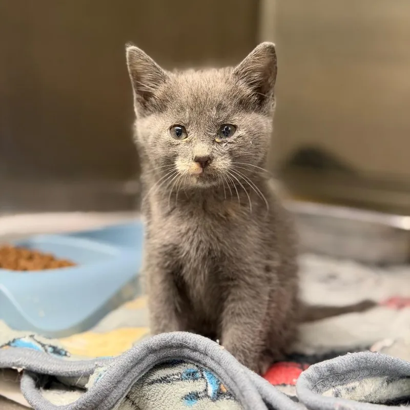 A baby small-sized female Gray / Blue / Silver Domestic Short Hair cat named Mao Mao for adoption in Fort Smith, AR