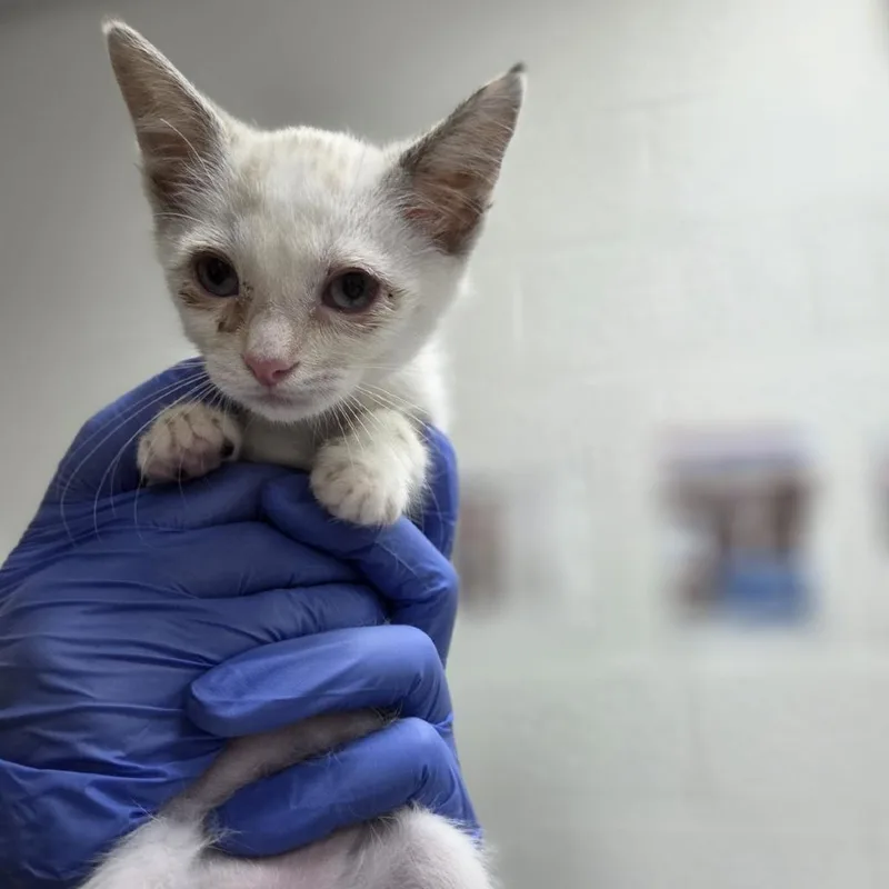 A baby small-sized female Cream / Ivory Domestic Short Hair cat named Galaga for adoption in Incline Village, NV