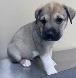 A baby medium-sized male Mixed Breed dog named Flint for adoption in West Chester, PA
