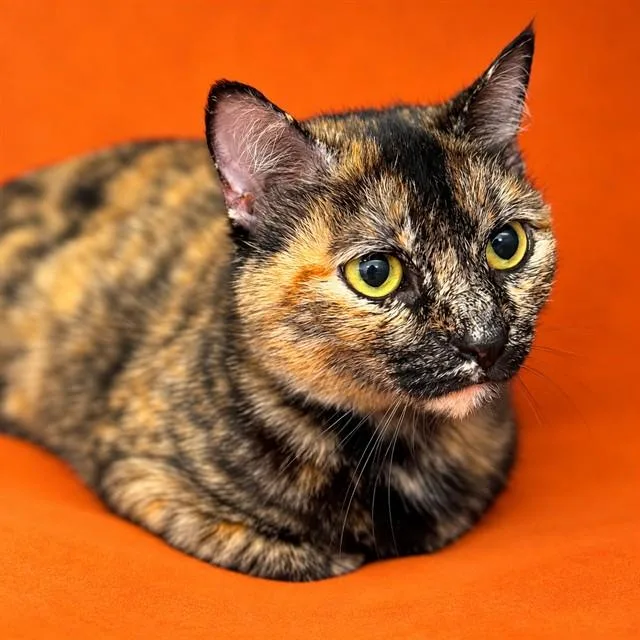A young medium-sized female Domestic Short Hair cat named Pria for adoption in Columbia, MD