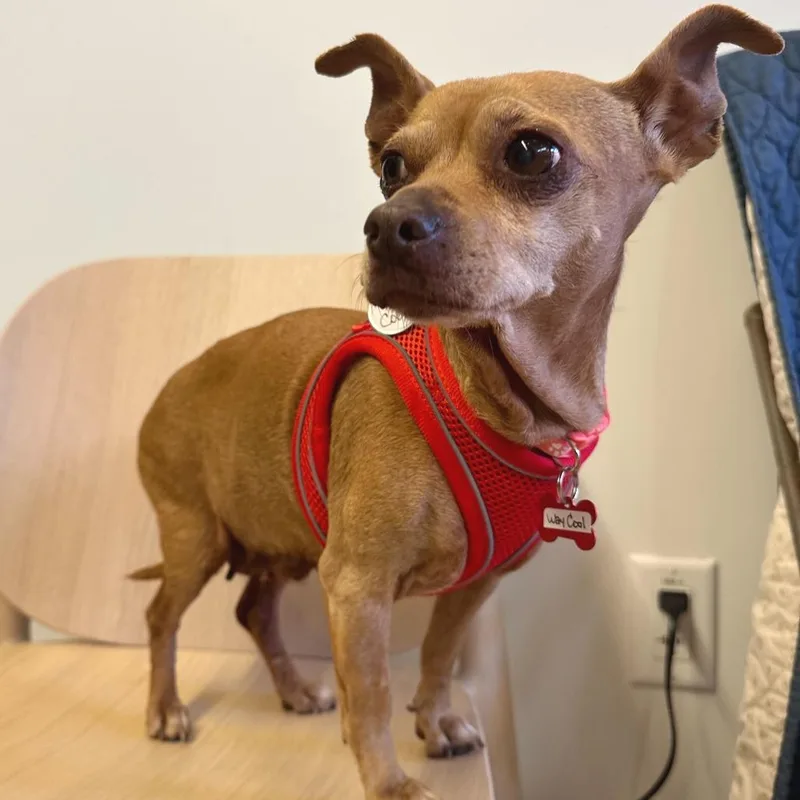 A senior small-sized female Brown / Chocolate Chihuahua dog named Way Cool for adoption in San Francisco, CA