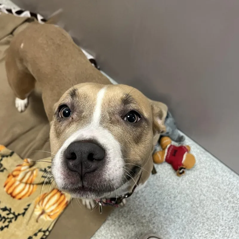 A young medium-sized female Yellow / Tan / Blond / Fawn Mixed Breed dog named Splash for adoption in Washington Township, OH