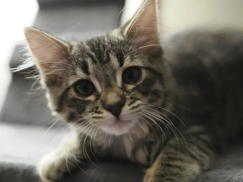 A baby small-sized female Domestic Medium Hair cat named Linen for adoption in Mission Viejo, CA