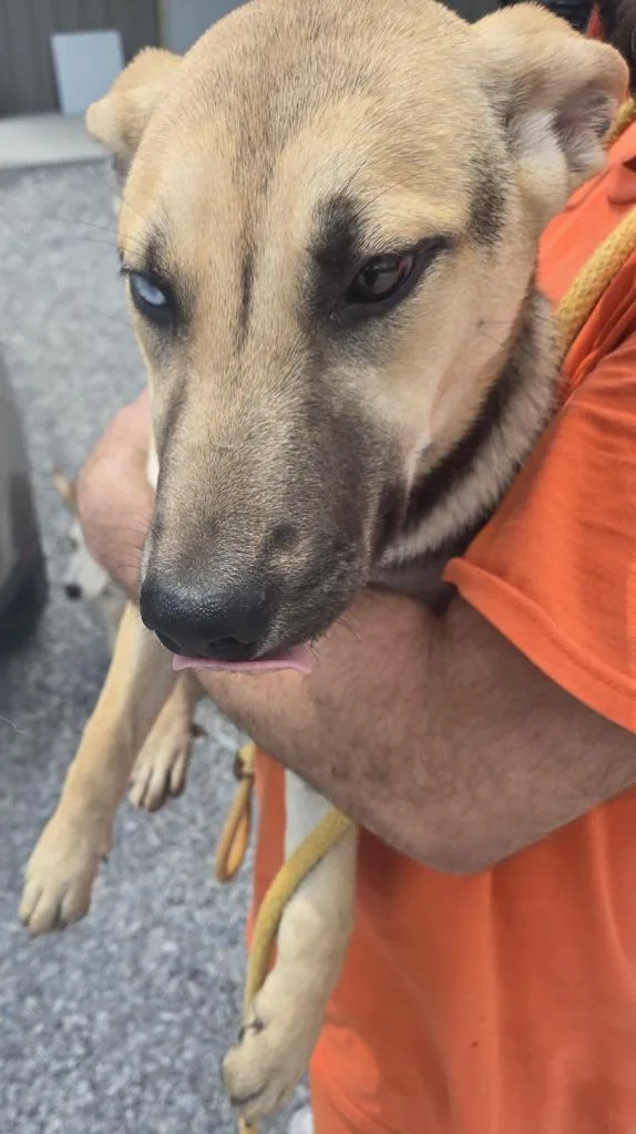 A baby medium-sized female Mixed Breed dog named Daisy for adoption in Greencastle, IN