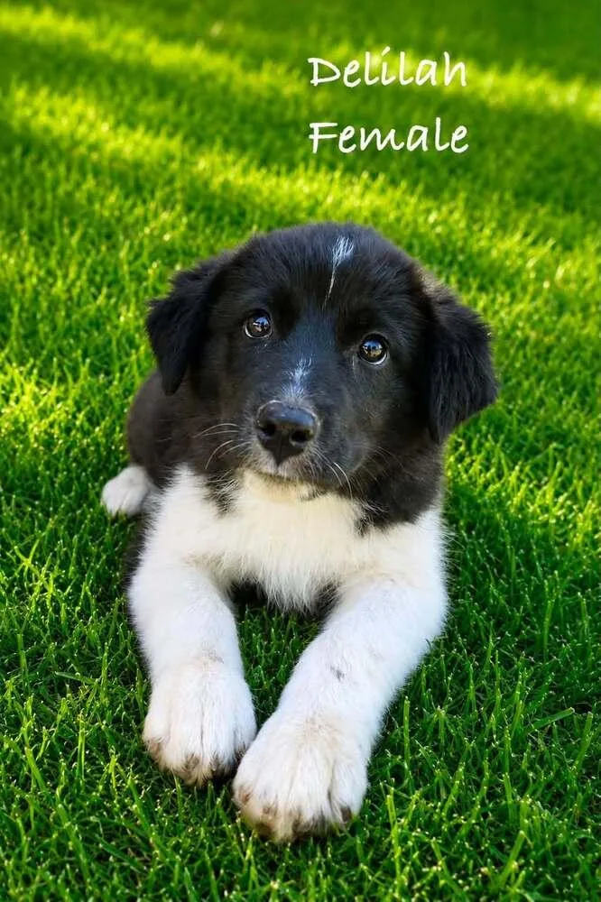 A baby medium-sized female Gray / Blue / Silver Mixed Breed dog named Delilah for adoption in Waunakee, WI