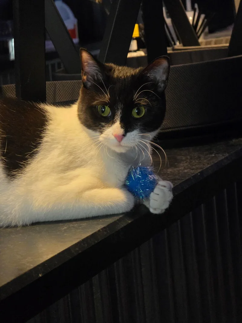 A young medium-sized female Black & White / Tuxedo Domestic Short Hair cat named Popcorn for adoption in Bethlehem, PA