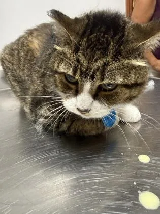 A senior large-sized male Domestic Short Hair cat named Teddy for adoption in Pequot Lakes, MN