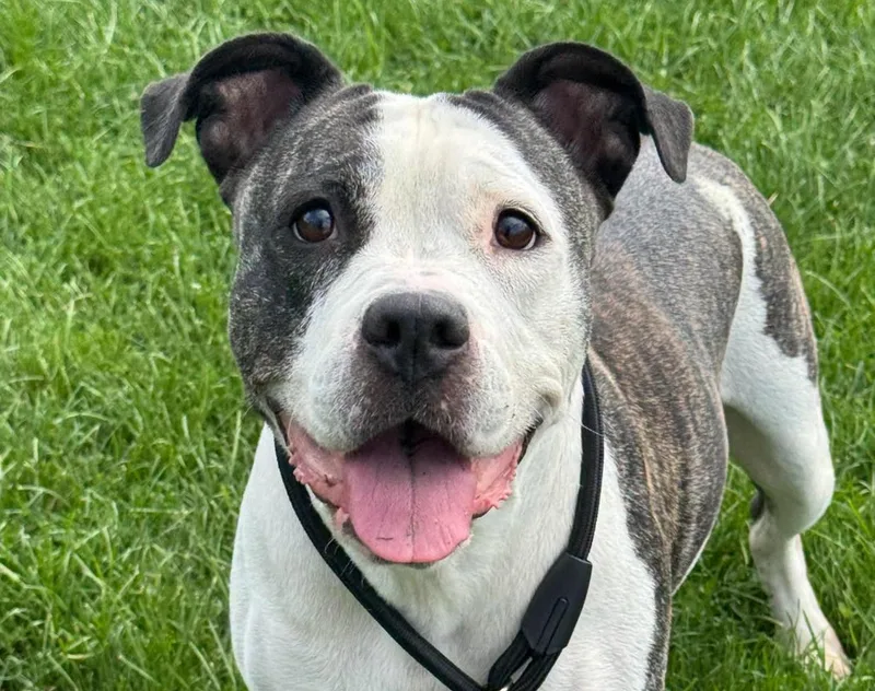 An adult medium-sized female Gray / Blue / Silver Pit Bull Terrier dog named Bella for adoption in Euclid, OH