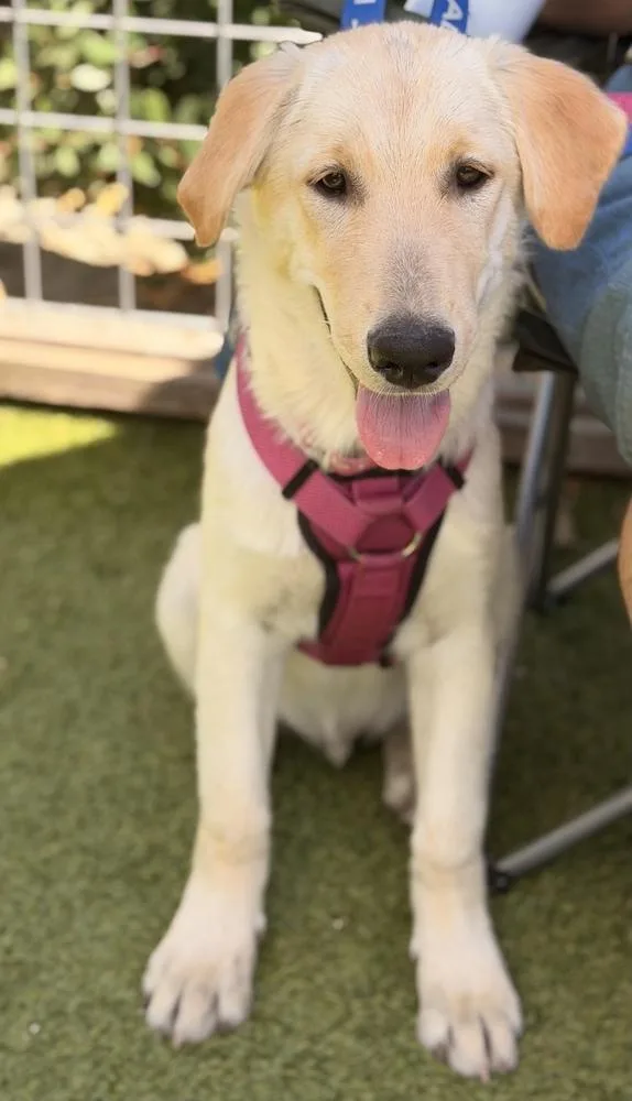 Oso thumbnail 5