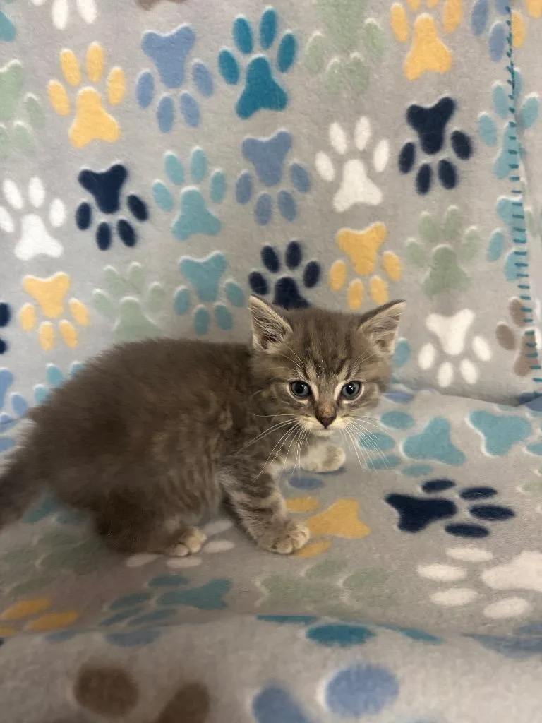 A baby small-sized male Domestic Short Hair cat named Skipper for adoption in Wabash, IN