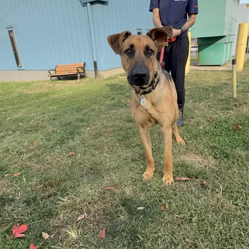 An adult medium-sized male Brown / Chocolate Shepherd dog named Doughnut for adoption in Philadelphia, PA