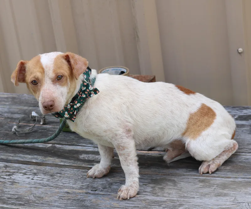 A young small-sized male Dachshund dog named Arty for adoption in Bandera, TX