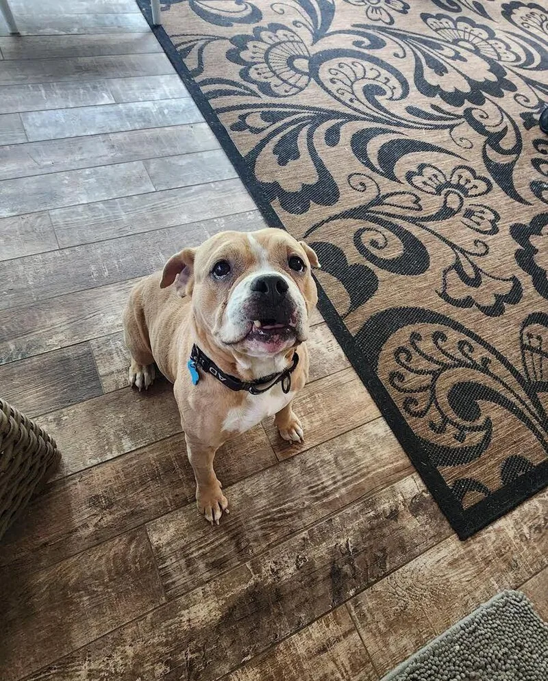 An adult medium-sized female White / Cream American Bulldog dog named Tip for adoption in Youngsville, NC