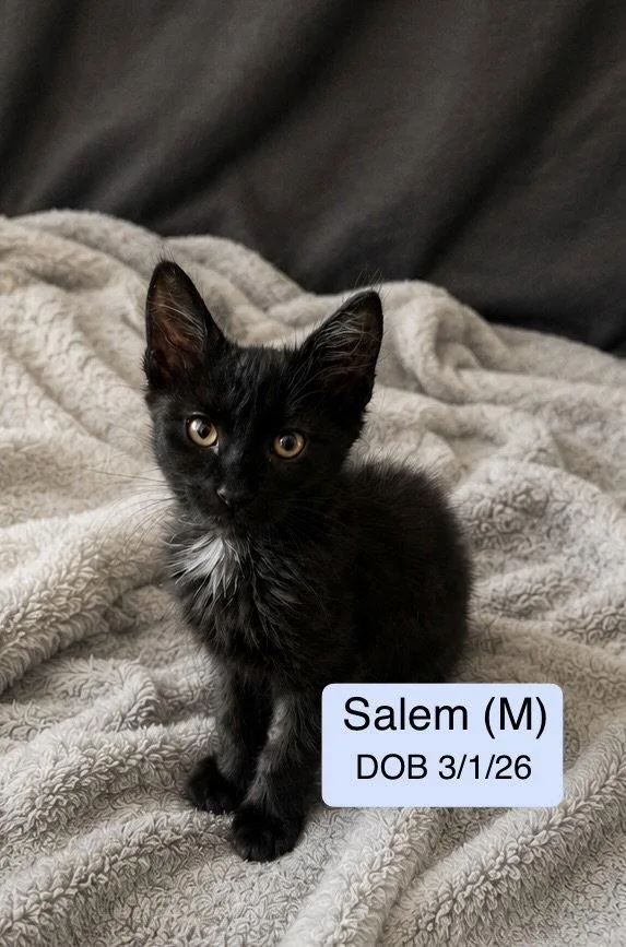 A baby medium-sized male Black Domestic Long Hair cat named Salem for adoption in Vacaville, CA