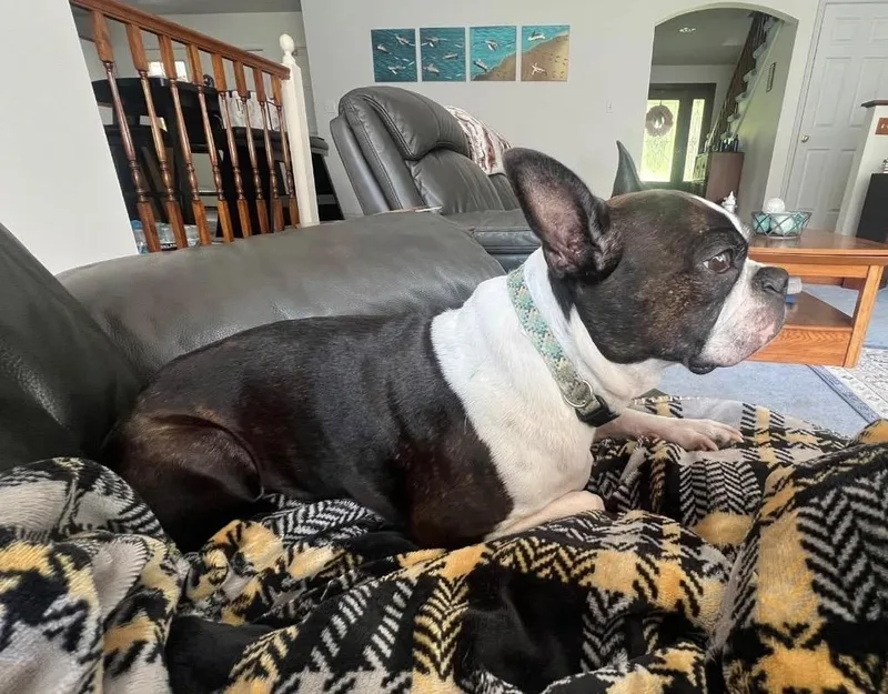 An adult small-sized male Boston Terrier dog named Yoda for adoption in Milton, FL