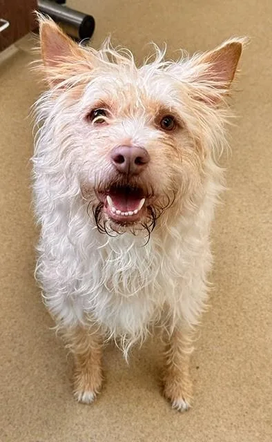 An adult medium-sized male West Highland White Terrier / Westie dog named Couscous for adoption in Derwood, MD