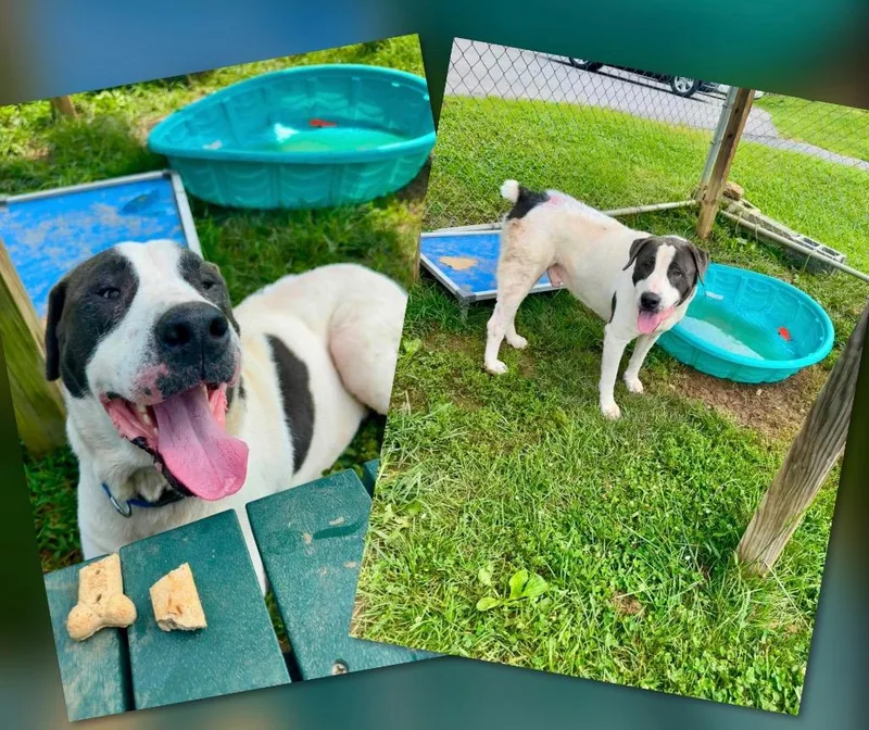 An adult large-sized male Pointer dog named Pigeon for adoption in Blountville, TN