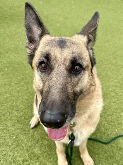 An adult extra large-sized female Black German Shepherd Dog dog named Tiddlywinks for adoption in Wichita, KS