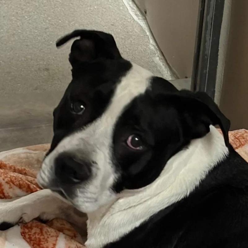 A senior medium-sized male Black Pit Bull Terrier dog named Hamhock for adoption in Murray, UT