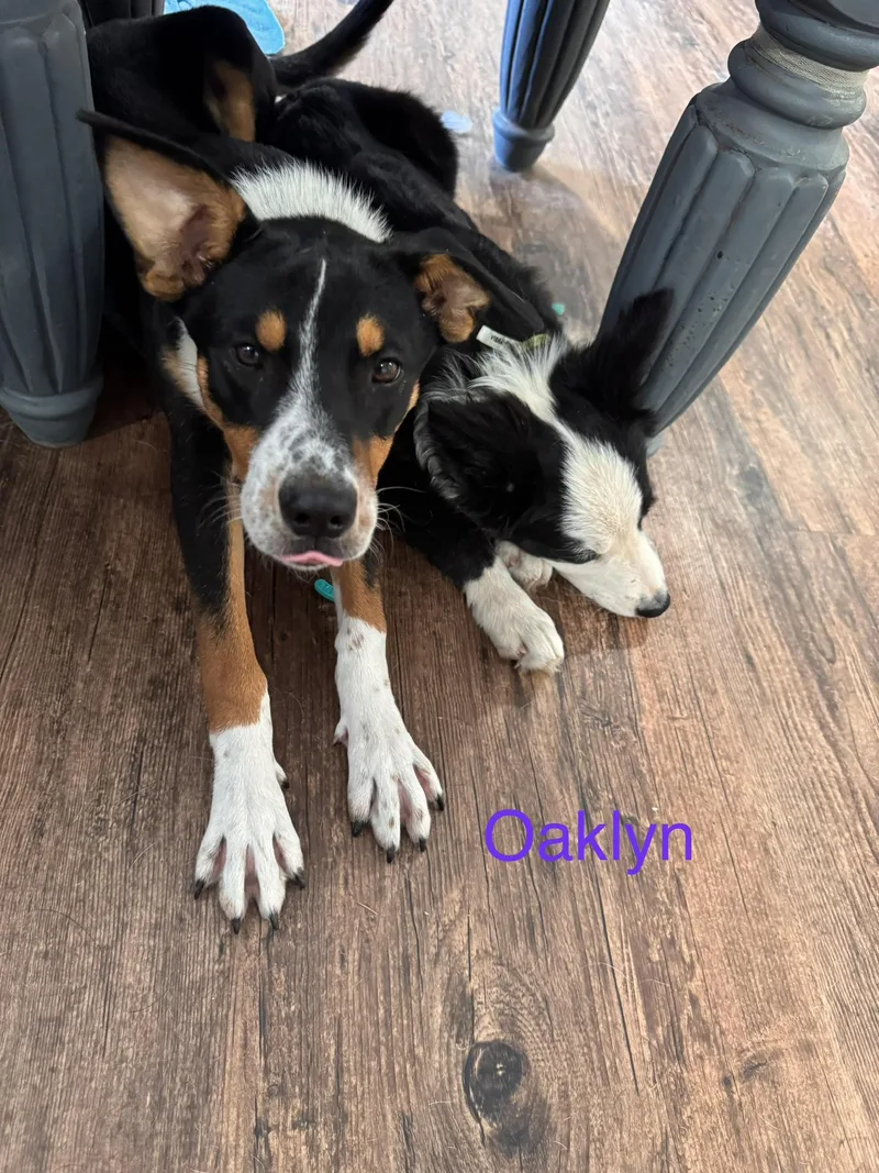 A young medium-sized female Rat Terrier dog named Oaklyn for adoption in Welling, OK