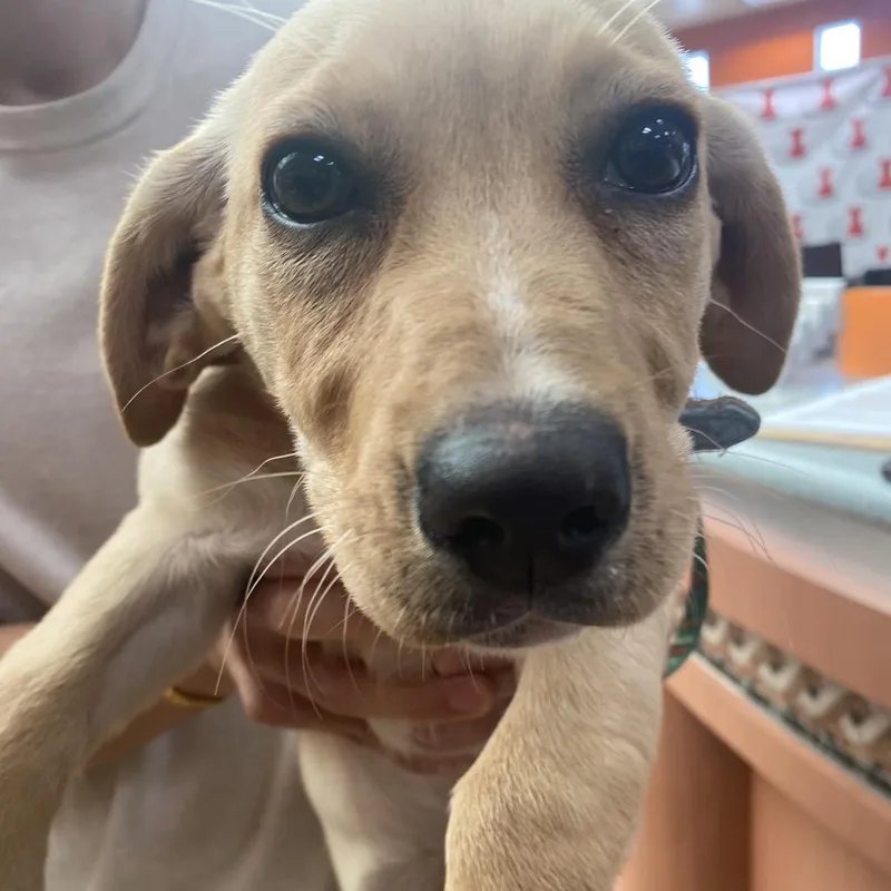 A baby small-sized female Yellow / Tan / Blond / Fawn Dachshund dog named Honeycomb for adoption in Westminster, CA